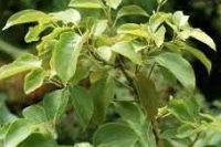 Ravensara Organic Essential Oil (Ravensara aromatica)