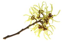 Witch Hazel Organic Herbal Extract