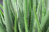 Aloe Vera Gel Organic (Aloe barbadensis)