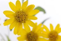 Arnica Flowers (Arnica montana flowers)  Org Herbal Extract