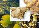 Traditional Asian Blend Organic Herbal Extract