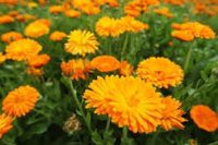 Calendula Officinalis  Organic Herbal Extracts