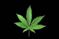 Hemp seed Oil Organic (Cannabis sativa)