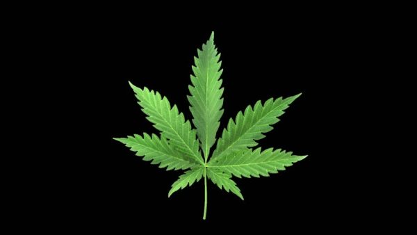 Hemp seed Oil Organic (Cannabis sativa)
