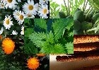 Eczema Relief Blend Organic Infused Oil