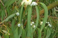 Eucalyptus Blue Gum Essential Oil (Eucalpytus globulus)