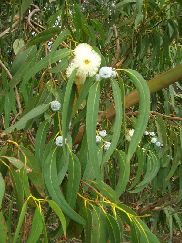 Eucalyptus Blue Gum Essential Oil (Eucalpytus globulus)