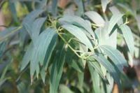 Eucalyptus Radiata Ess Oil (Eucalpytus radiata)