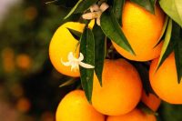 Lift (Citrus Wood) Essential Oil Blend
