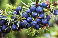 Juniper Essential Oil (Juniperus communis)