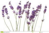 Lavandin Essential Oil (Grosso)