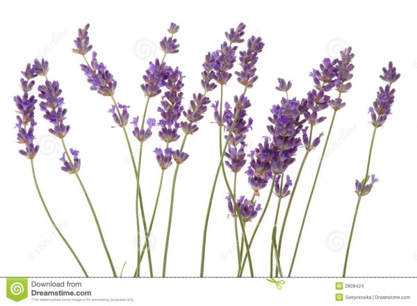 Lavandin Essential Oil (Grosso)