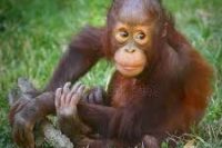 Body Butter Base Palm Oil Free