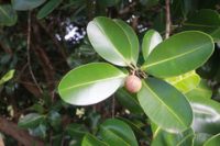 Tamanu Oil Organic  (Calophyllum Inophyllum)