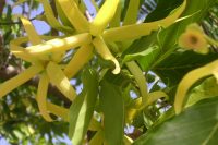 Ylang Ylang Essential Oil  (Cananga odorata)