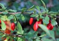 Barberry Bark Organic Herbal Extracts