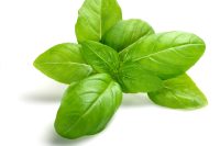 Basil Sweet  (Ocimum basilicum) Oil Organic