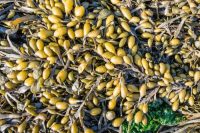 Bladderwrack (Fucus vesiculosus) Organic Infused Oils