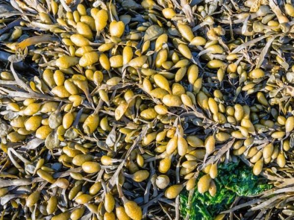 Bladderwrack (Fucus vesiculosus) Organic Herbal Extract