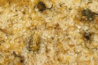 Calendula Orange and Vanilla Bath Salts
