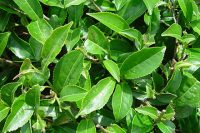 Camellia Oil Organic (Camellia oleifera)