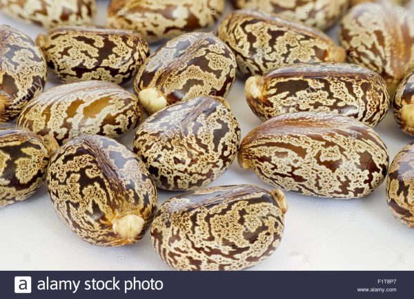 Castor Oil (Ricinus communis)