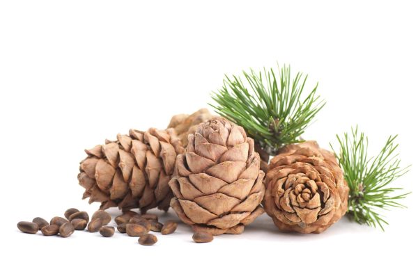 Cedarwood Essential Oil (Cedrus atlantica)