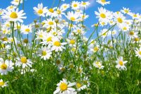 Chamomile (Matricaria recutita) Organic Herbal Extract