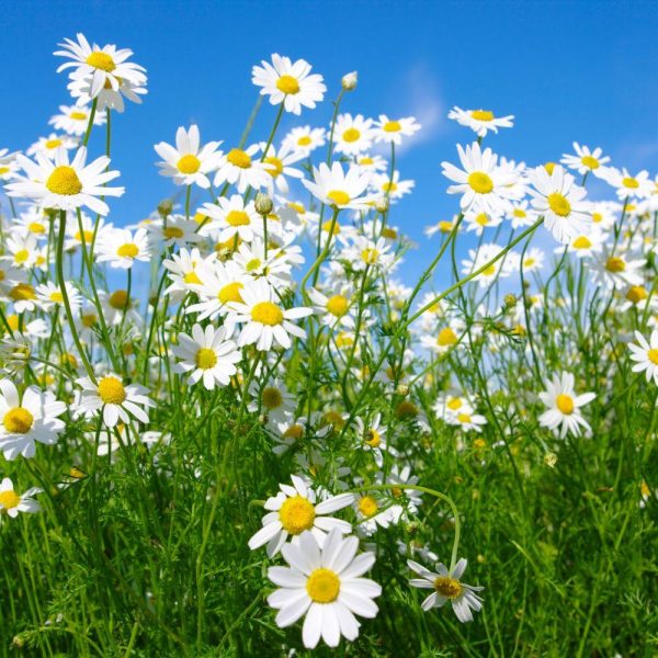 Chamomile (Matricaria recutita) Organic infused oil