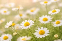 Organic Roman Chamomile (Anthemis nobilis) fresh field of chamomile flowers