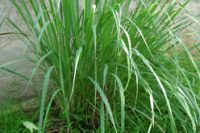 Citronella Organic Essential Oil (Cymbopogon nardus)