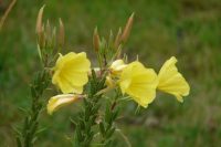 Evening Primrose Oil Organic (Oenothera biennis)