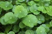 Gotu Kola (Centella asiatica)  Organic Herbal Extract