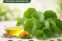 Gotu Kola Organic Infused Oil