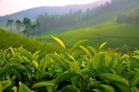 Green Tea Organic Infused Oil