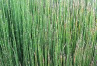 Horsetail Equisetum arvense  Organic Herbal Extract
