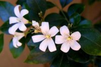Jasmine Absolute Oil (Jasminim grandiflorum)