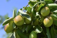 Jojoba Oil Organic (Simmondsia chinensis)