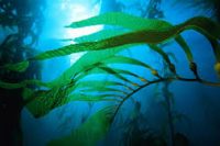 Kelp Organic Infused Oil