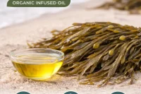 Kelp seaweed in a beach setting beside a bowl of kelp infused organic oil