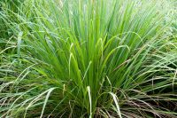 Lemongrass Organic Essential Oil (Cymbopogon flexuosus)