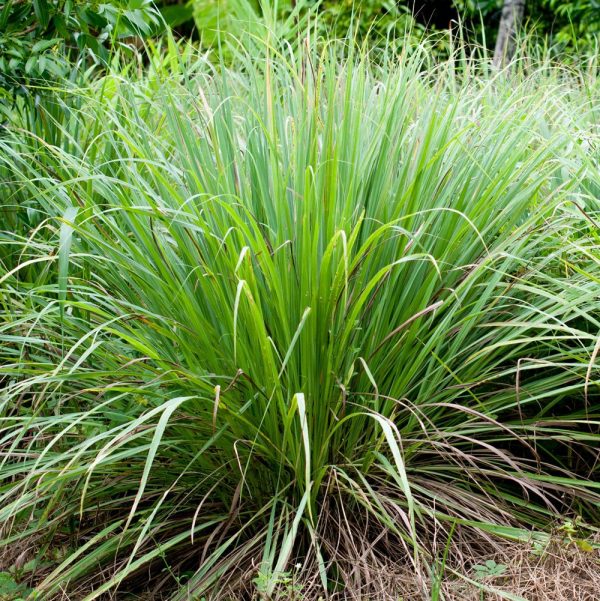 Lemongrass Essential Oil (Cymbopogon flexuosus)