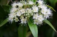 Lemon Myrtle Essential Oil (Backhousia citriodora)