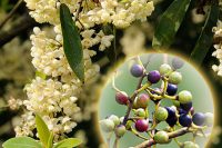 May Chang Essential Oil (Litsea cubeba)