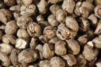 Mongongo (Schinziophyton rautanenii) Nut Oil