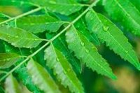 Neem leaf (Azadirachta indica) Organic Infused oil