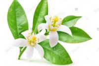Neroli Essential Oil Organic (Citrus aurantium)