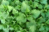 Nettle Organic Infused Oil