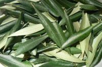 Olive Leaf Organic Infused Oil