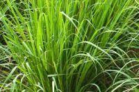 Palmarosa Essential Oil (Cymbopogon martinii)